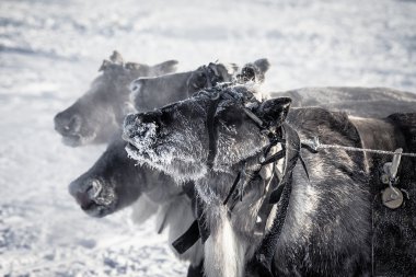 Muzzle reindeer in frost. Yamal. Shallow depth of field clipart