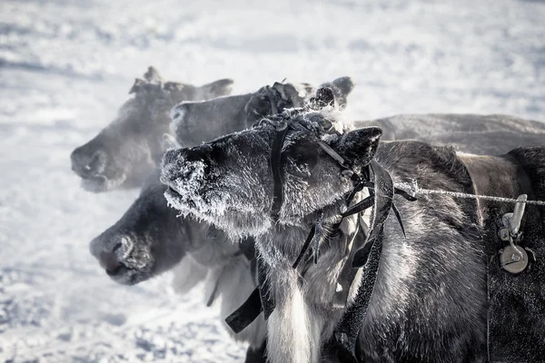 Muso renna in gelo. Yamal. Profondità di campo ridotta — Foto Stock