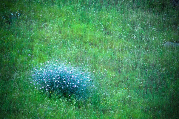 Bush violette bloemen op een groene weide. Getint — Stockfoto