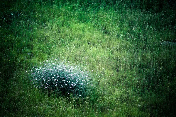 Bush lila virágok, a zöld réten. Színezett — Stock Fotó
