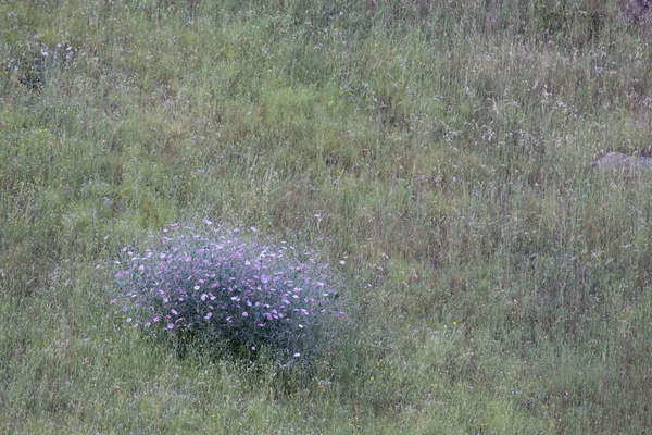 Buisson fleurs violettes sur une prairie verte. pastel — Photo