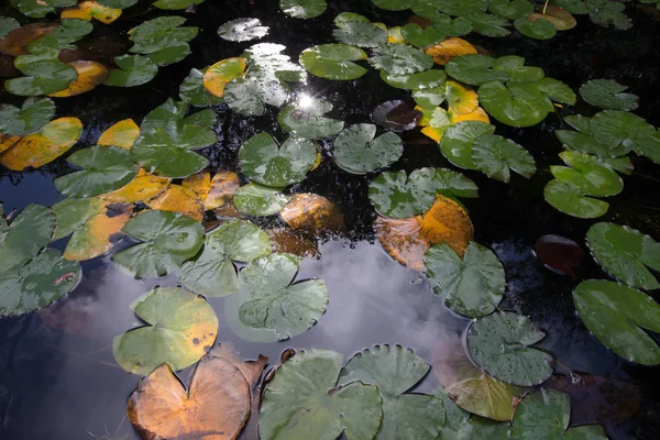 Листя водяних лілій на поверхні води — стокове фото