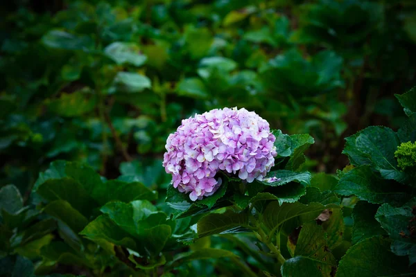 Bourgeon d'hortensia parmi les feuilles vertes — Photo