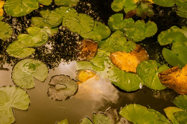 Hojas de lirios de agua en la superficie del agua —  Fotos de Stock