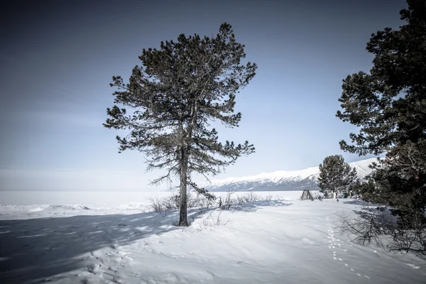 Baikal. Hellige Næse Halvøen. Barguzinsky Golfkyst i vinderen - Stock-foto