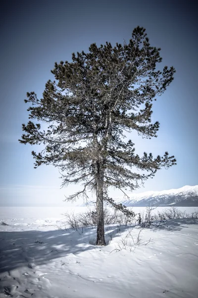 Baikal. Península de Santa Nariz. Costa del Golfo de Barguzinsky en el winte —  Fotos de Stock