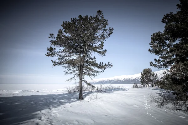 Baikal. Heilige neus schiereiland. Barguzinsky Gulf Coast in de winte — Stockfoto