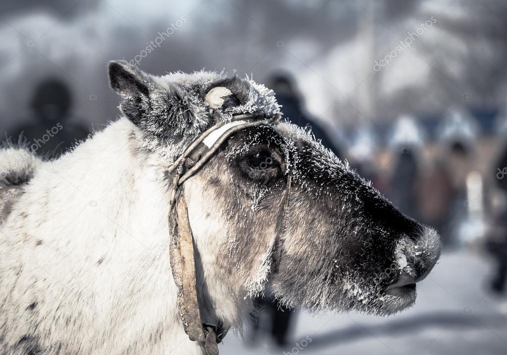 Muzzle reindeer in frost. Yamal. Shallow depth of field 