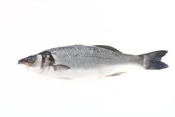 Fresh sea bass on a light background — Stock Photo, Image