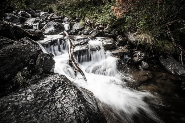 Rio profundo na floresta de montanha. Composição natural. — Fotografia de Stock