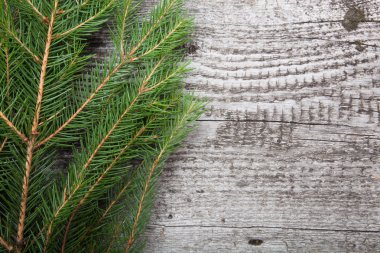 metin yazabileceğiniz bir ahşap background.with tarihinde Ladin dal