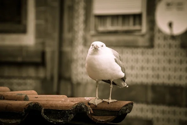 Sea gull na dachówką — Zdjęcie stockowe