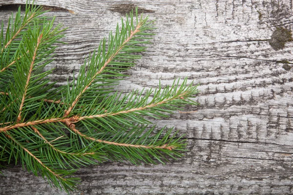 Vuren takje op een houten achtergrond — Stockfoto