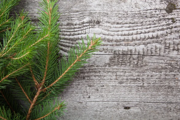 Old wooden background with pine branch, image of flooring board Royalty Free Stock Images