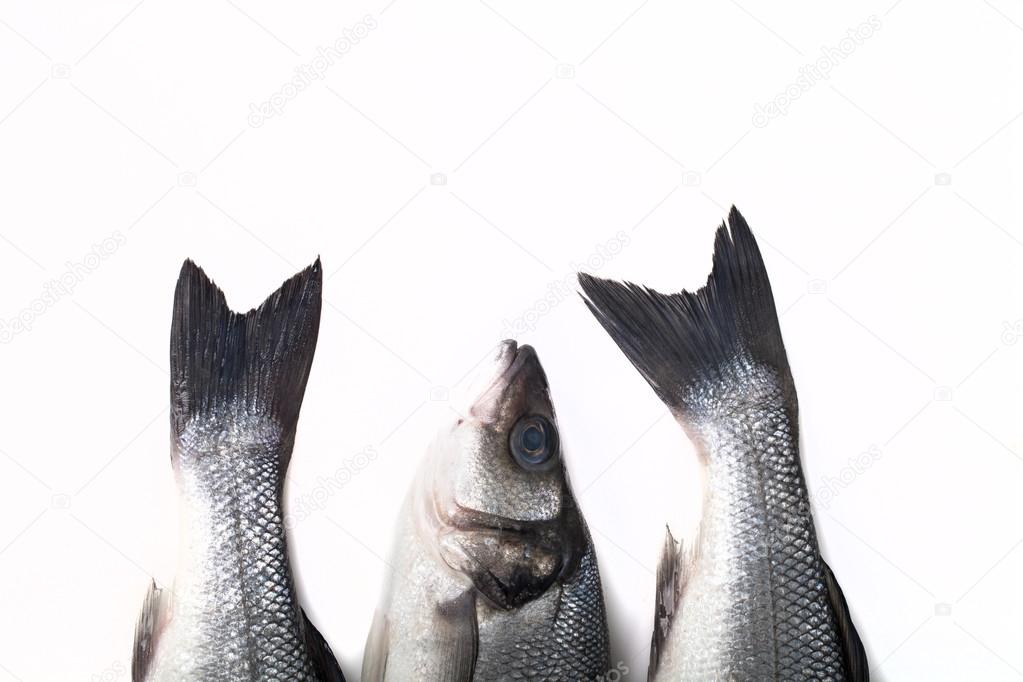 Three fresh sea bass on a light background. Head and two tails. 