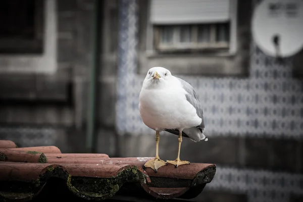 Sea gull na dachówką — Zdjęcie stockowe