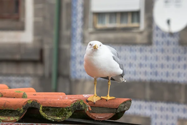 Sea gull na dachówką — Zdjęcie stockowe