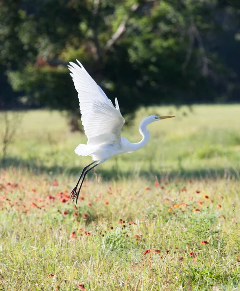 Grande branco Egret em voo — Fotografia de Stock