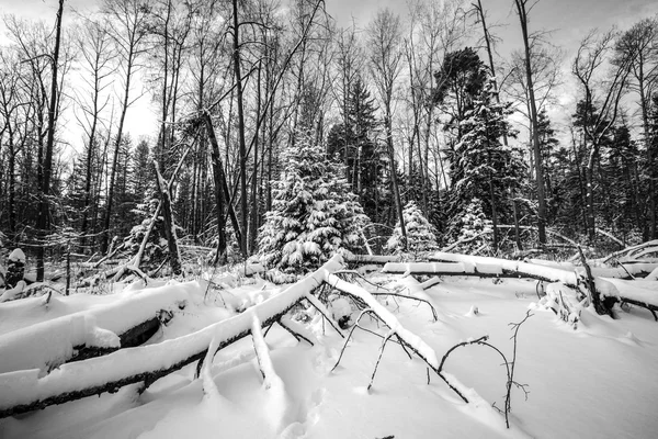 Zimní Les pokryté sněhem. Tónovaná — Stock fotografie