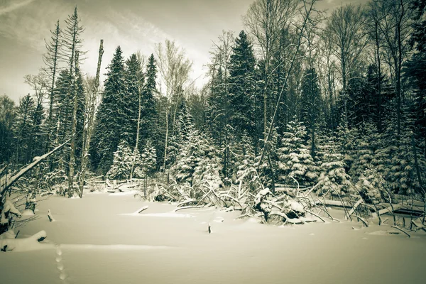 Winter forest bedekt met sneeuw. getint — Stockfoto