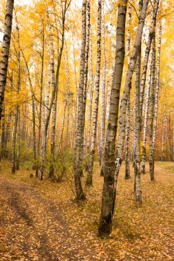 sonbahar huş ağacı orman