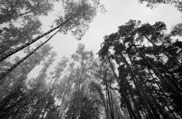 空 (黒と白) - Ru のに対して木のてっぺん — ストック写真