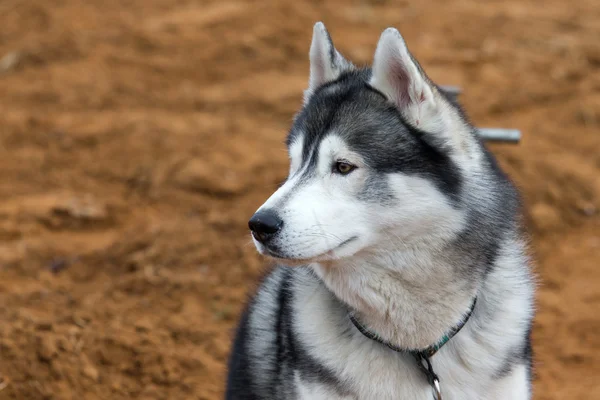 Husky porträtt — Stockfoto