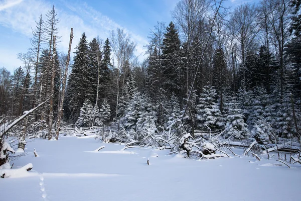 Zimní les pokrytý sněhem. — Stock fotografie