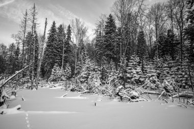 kış orman karla kaplı. renkli