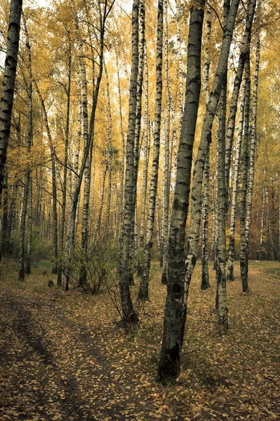 Bosque de abedul de otoño — Foto de Stock