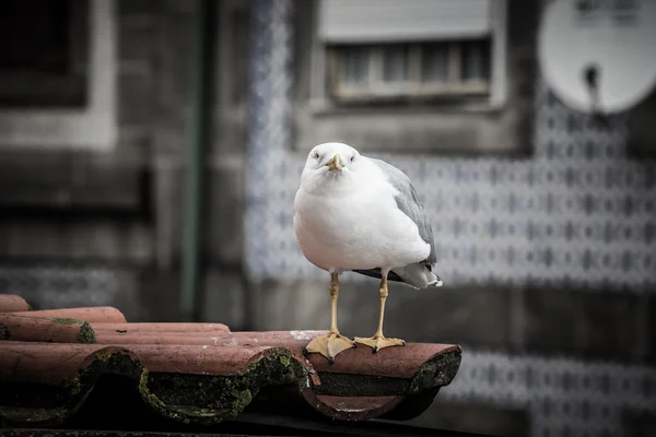 瓦屋根の海カモメ — ストック写真