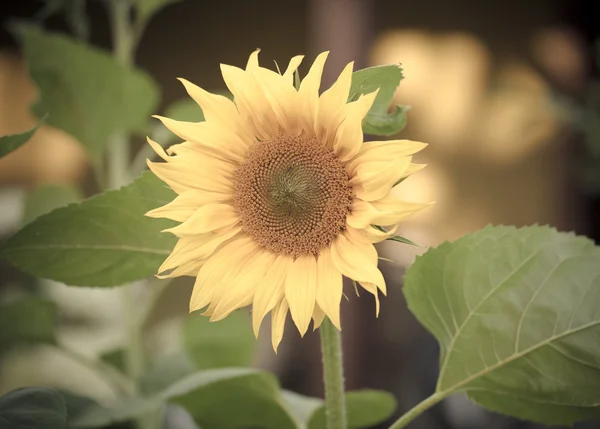 Sunflower growing on a farm — Stock Photo, Image