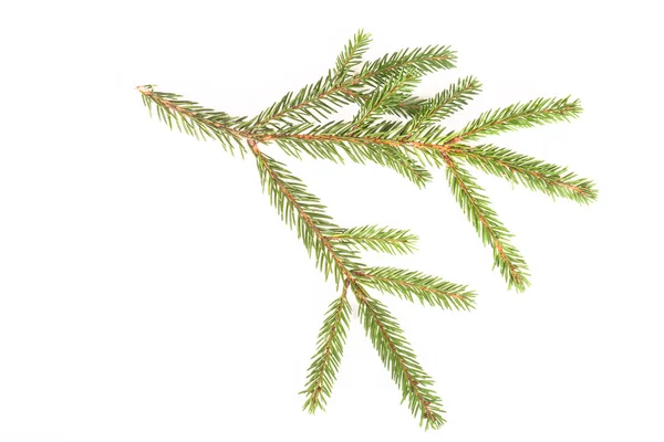 Spruce branch on a white background — Stock Photo, Image