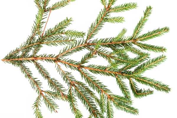 Spruce branch on a white background — Stock Photo, Image