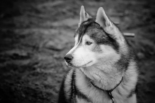 Retrato de Husky. Preto e branco — Fotografia de Stock