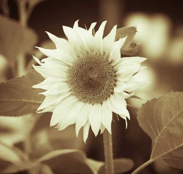 Sunflower growing on a farm. tinted — Stock Photo, Image