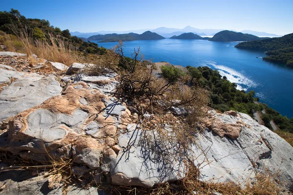 Lone bush zitten in de rotsen op een klif in de buurt van de zee. Turkije. — Stockfoto