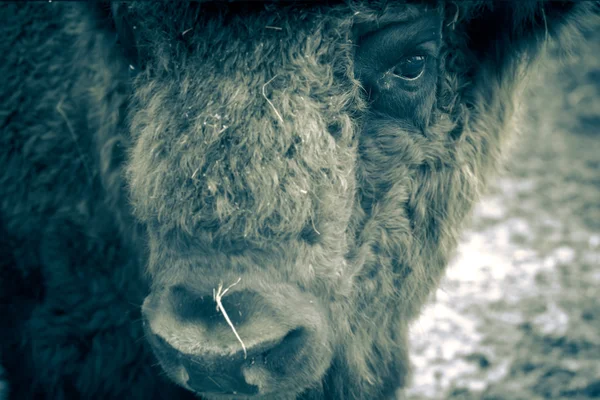 Retrato de bisonte. Nitidez nos olhos. tingido — Fotografia de Stock