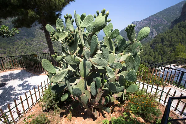 Enorme cactus omgeven door bergen. — Stockfoto