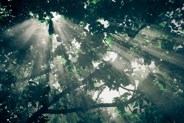 солнечные лучи проходят через грушу и участок освещения. tinte
