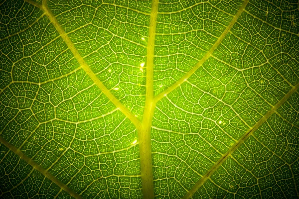 Hoja de textura en el espacio libre. teñido — Foto de Stock