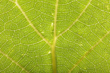 Doku yaprak üzerinde izni. renkli