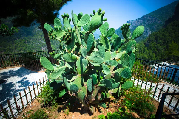 Enorme cactus omgeven door bergen. — Stockfoto