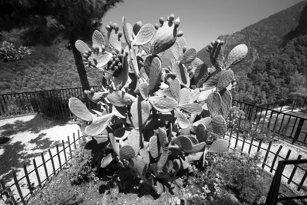 Huge cactus surrounded by mountains. — Stock Photo, Image