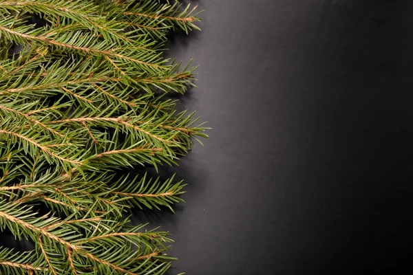 Branches of a Christmas tree on a dark background. With space fo — Stock Photo, Image