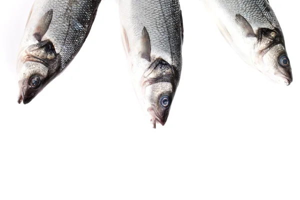 Three seabass fishes on a white background — Stock Photo, Image