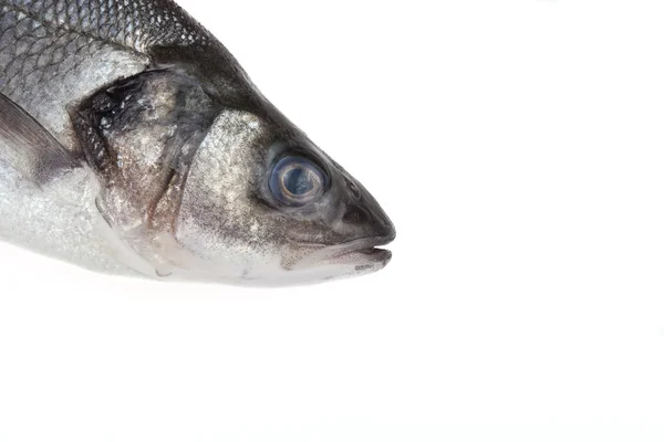 Seabass fishes head on a white background — Stock Photo, Image