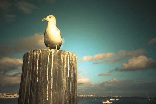 Seagull sitting on a wooden post on the coast at sunset — Stock Photo, Image