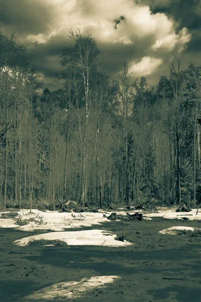 Snowy landscape in the spring forest. Toned — Stock Photo, Image