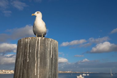 Gün batımında sahilde ahşap bir yazı üzerine oturan martı